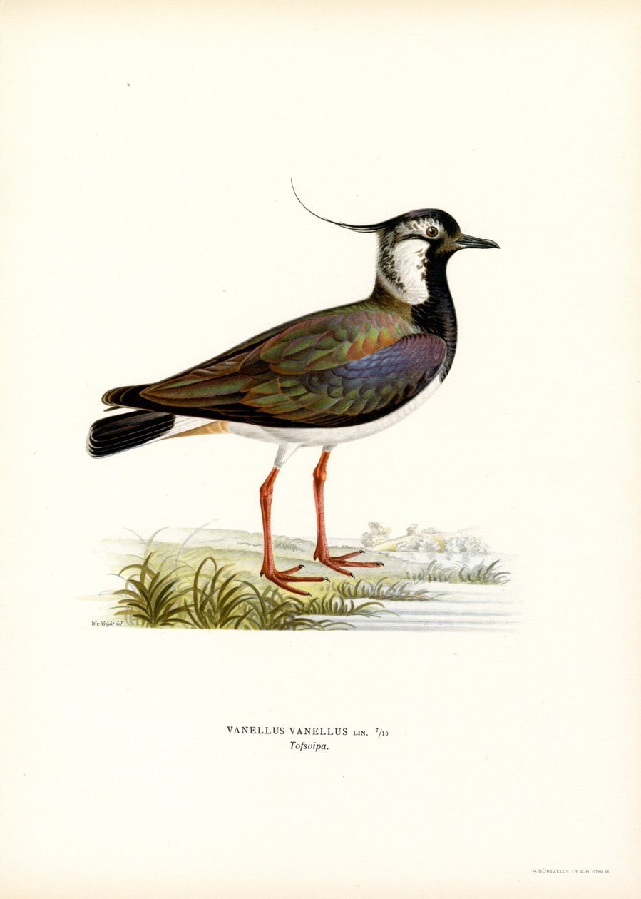 Nordvipa (färg litho) av Magnus Ferdinand and Wilhelm von Wright