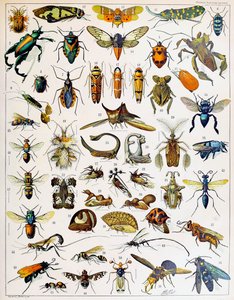 Illustration av insekter c.1923