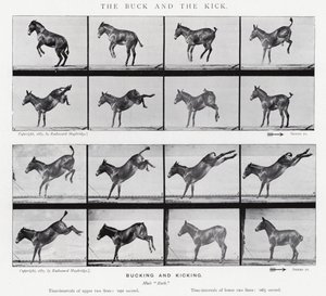 Eadweard Muybridge: The Buck and the Kick (s/v foto)
