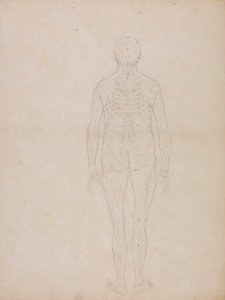 Människofigur, posterior vy av George Stubbs