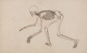 Studie av människofiguren, sidovy, från en jämförande anatomisk beskrivning av människokroppens struktur med en tiger och en höns, 1795-1806 (penna och bläck över grafit på väv av George Stubbs
