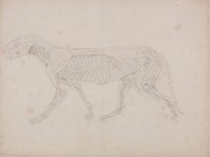 Tigerkropp, sidovy av George Stubbs