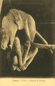 Pompeji, museum, kadaver av en hund av Italian Photographer