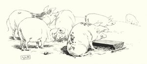 En långsvansad gris, eller en kortsvansad gris (gravyr) av Leonard Leslie Brooke
