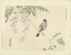 Fågel på blåregn gren Flower and Bird Sketches of Keibun - del tre (serietitel) Keibun kacho gafu kohen (serietitel på objekt) av Matsumura Keibun