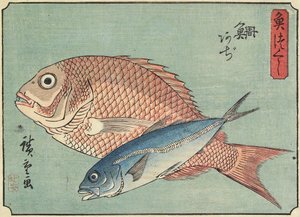 Snapper och taggmakrill, 1830-1844