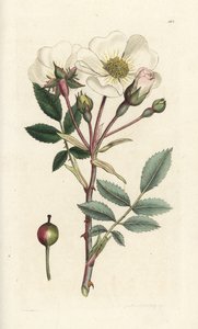 Vit hundros, Rosa arvensis. Handkolorerad kopparstick av James Sowerby från James Smith
