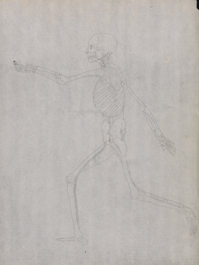 En jämförande anatomisk framställning av människokroppens struktur med tigerns och den vanliga fågelns: Människofigur, vy från sidan av George Stubbs