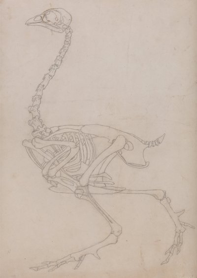 En jämförande anatomisk framställning av människokroppens struktur med tigerns och en vanlig hönas:  Fowl Skeleton, Lateral View (Översiktsritning av skelettet som framställts för nyckelfiguren till tabell V) av George Stubbs