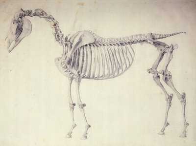Femte anatomiska tabellen, från "The Anatomy of the Horse" av George Stubbs