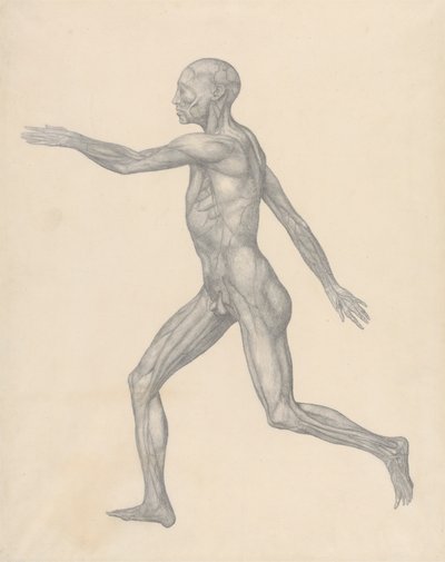 Människofigur, sidovy, efter avlägsnande av huden och de underliggande skikten i ansiktet (avslutad studie för tabell XIII) av George Stubbs