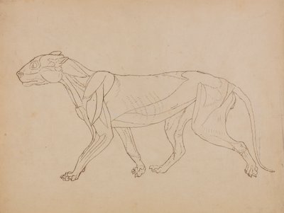 Tigerkropp, sidovy (troligen gjord som grund för en nyckelfigur) av George Stubbs