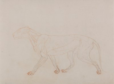 Tigerkropp, sidovy (visar det tredje steget i dissektion) av George Stubbs