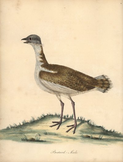 Stor bustard, Otis tarda, hane. Sårbar. Handfärgad kopparstick av en illustration av William Hayes från Portraits of Rare and Curious Birds from the Menagery of Osterly Park (London: Bulmer av William Hayes
